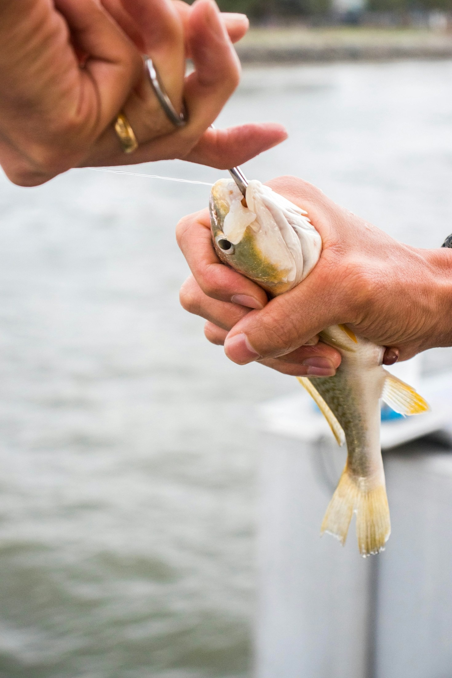 Seasonal Shifts: Where to Target Minnesota Smallmouth